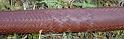 36 plait handle